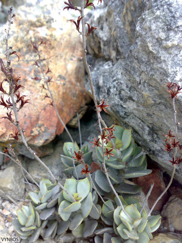 Plover-eggs (Adromischus hemisphaericus)
