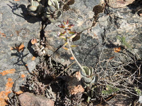 Plover-eggs (Adromischus hemisphaericus)