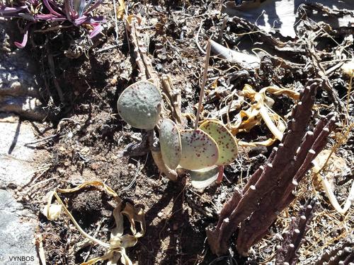 Plover-eggs (Adromischus hemisphaericus)