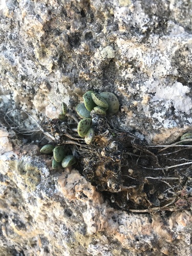 Plover-eggs (Adromischus hemisphaericus)