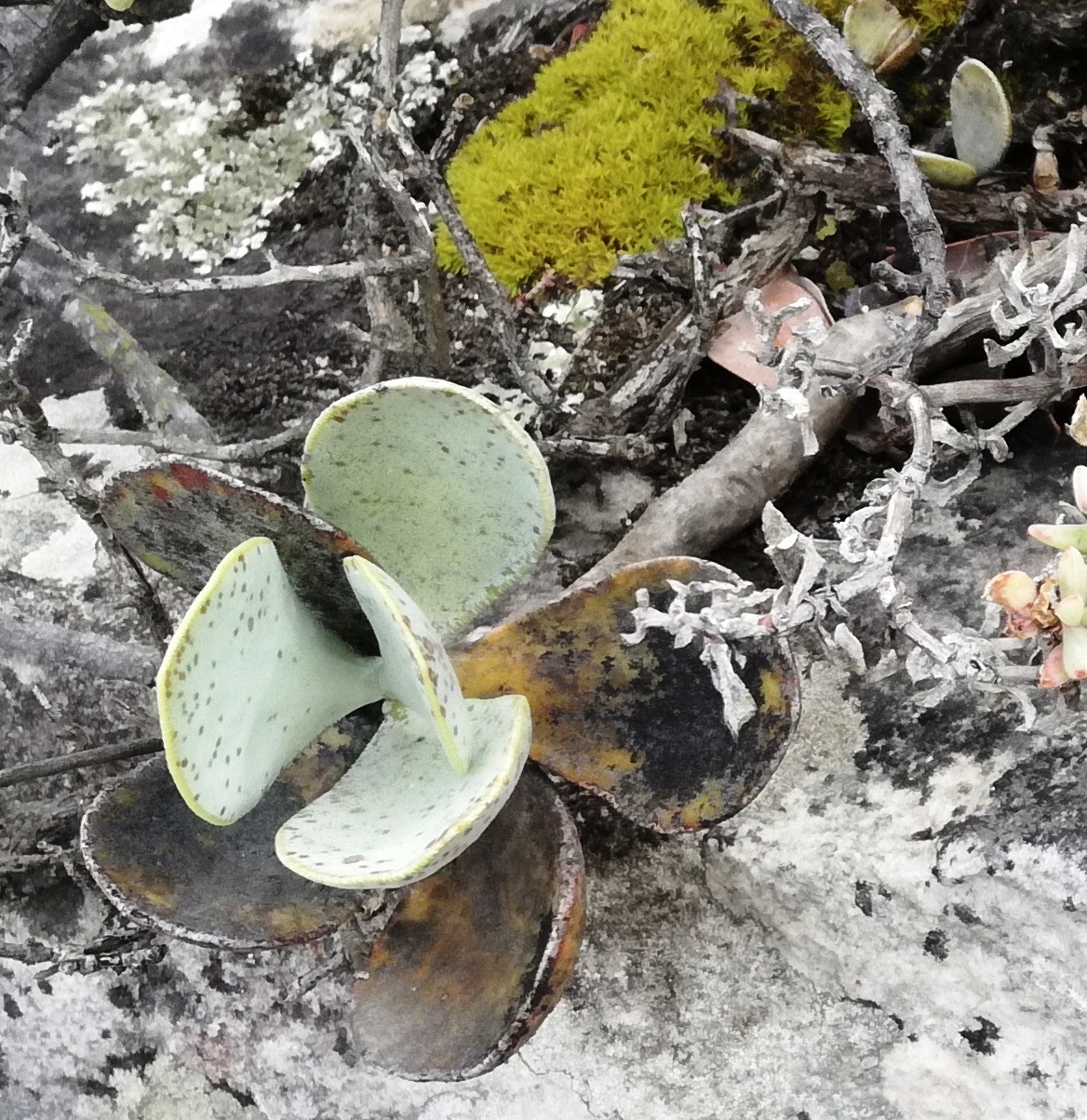 Plover-eggs: Adromischus hemisphaericus in habitat in the Groot Winterhoek mountains