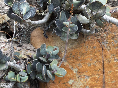 Plover-eggs (Adromischus hemisphaericus)