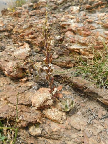 Plover-eggs (Adromischus hemisphaericus)