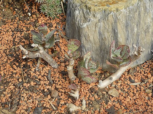Plover-eggs: Adromischus hemisphaericus, jardin des plantes de Paris, France