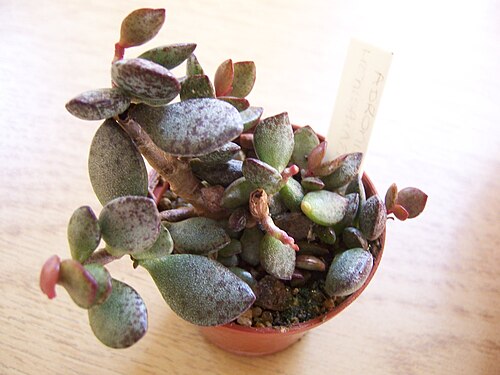Plover-eggs: Adromischus hemisphaericus