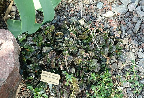 Adromischus maculatus: Botanical specimen in the Bergianska trädgården - Stockholm, Sweden.