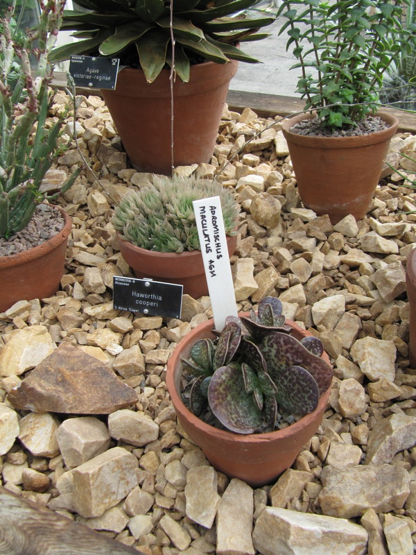 Adromischus maculatus: RHS Wisley Garden near Ripley, Surrey. Inside the Tropical Glasshouse.
