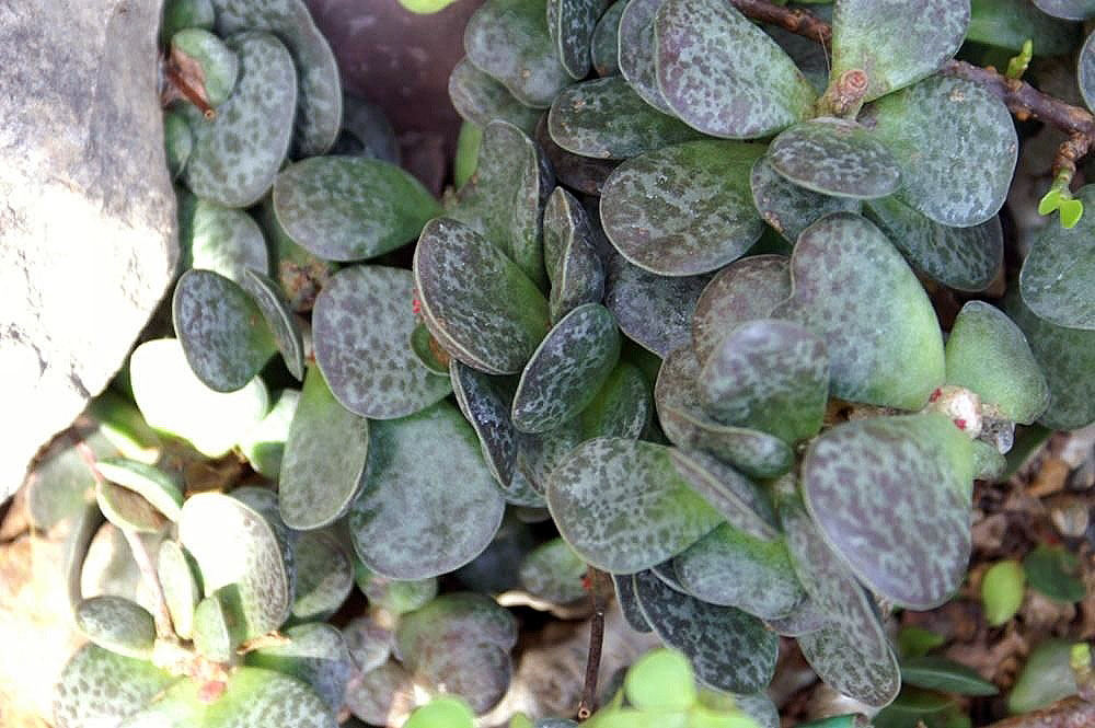 Adromischus maculatus: Location taken: United States Botanic Garden. Names: Adromischus maculatus (Salm-Dyck) Lem., Adromischus, Calico Heart Classification: Plantae > Magnoliophyta >