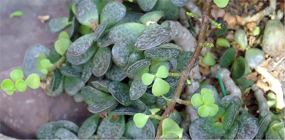 Adromischus maculatus: Location taken: United States Botanic Garden. Names: Adromischus maculatus (Salm-Dyck) Lem., Adromischus, Calico Heart Classification: Plantae > Magnoliophyta >