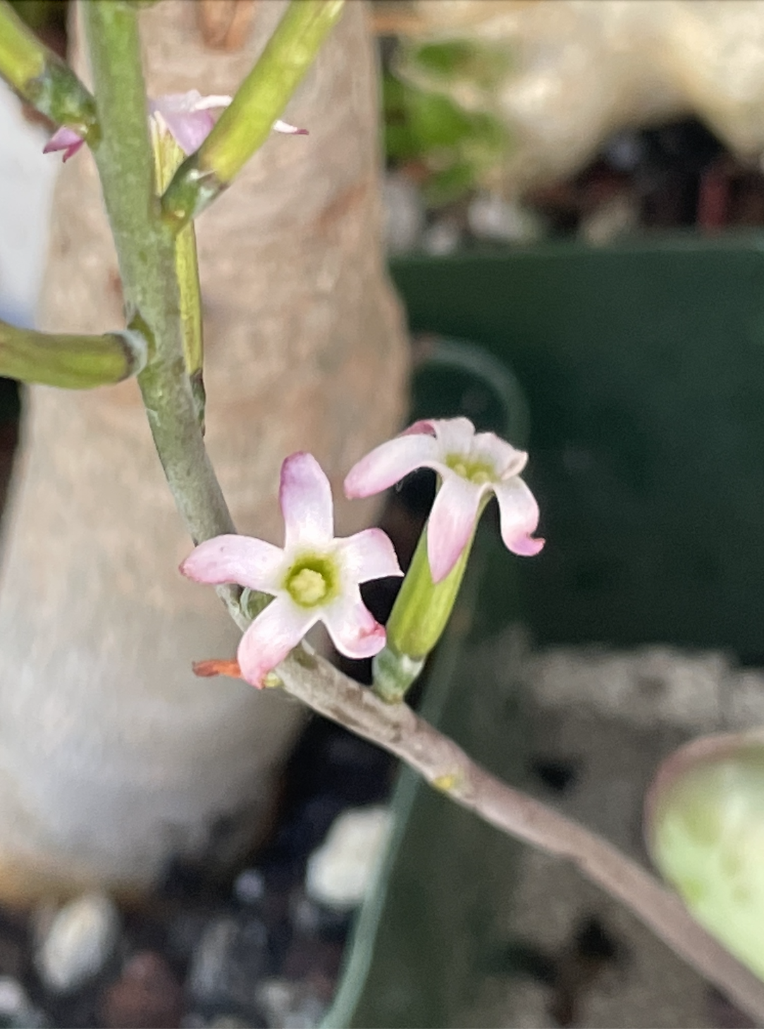 Adromischus maculatus: CL2