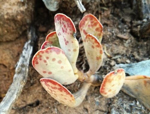 Adromischus triflorus: Adromischus triflorus - South Africa