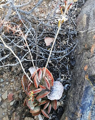 Adromischus triflorus: Adromischus triflorus - South Africa