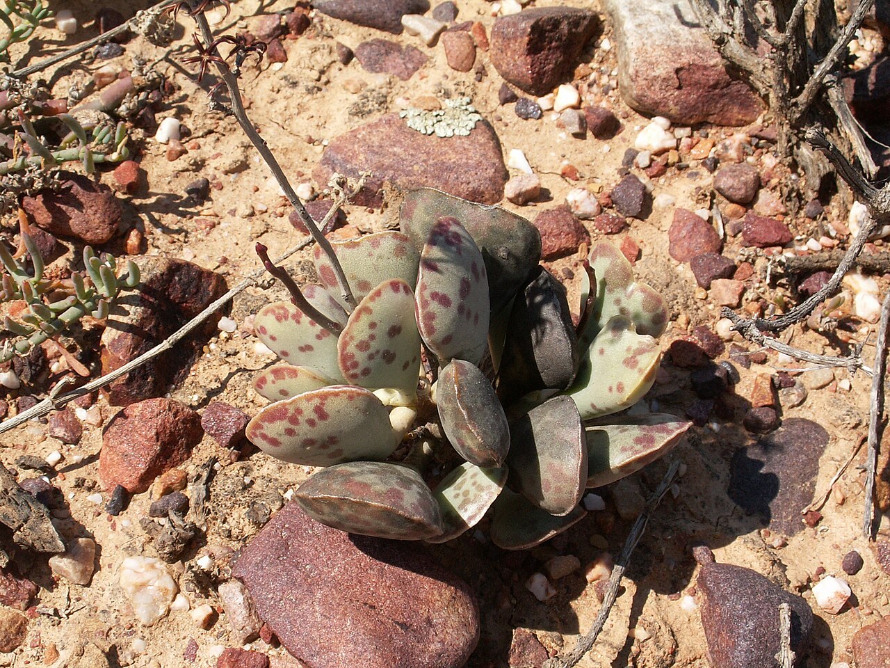 Adromischus triflorus: Adromischus triflorus A.Berger, Kleine Karoo nahe Barrydale, Provinz Westkap, Südafrika