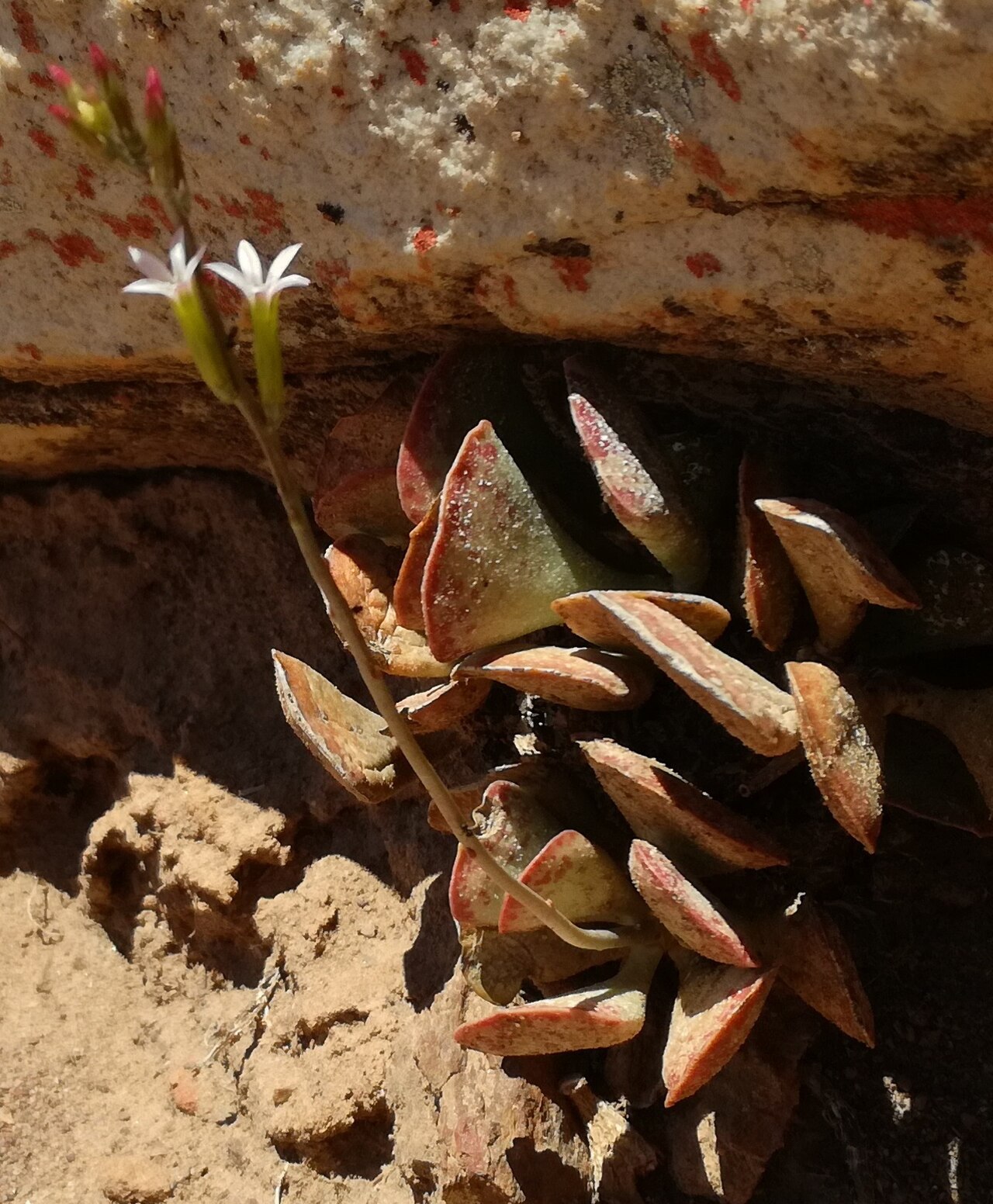 Adromischus triflorus: Adromischus triflorus in flower