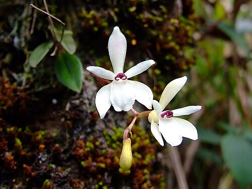Adrorhizon purpurascens: Adrorhizon purpurascens in Peak Wilderness Sanctuary