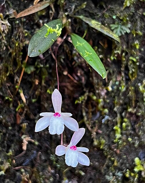Adrorhizon purpurascens: Adrorhizon purpurascens in Sri Lanka
