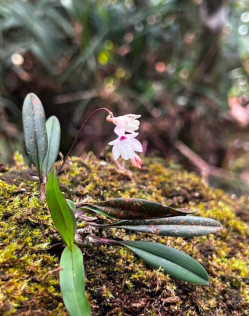 Adrorhizon purpurascens: Adrorhizon purpurascens in Sri Lanka