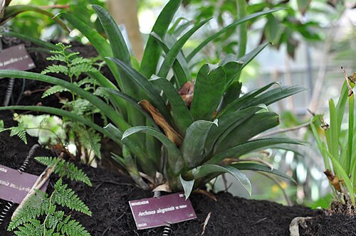 Aechmea alegrensis: Aechmea alegrensis