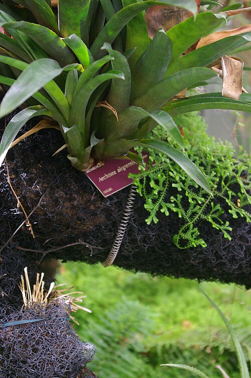Aechmea alegrensis: Aechmea alegrensis, Conservatoire botanique national de Brest