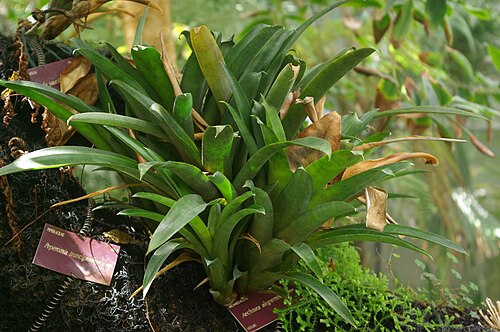 Aechmea alegrensis: Aechmea alegrensis, Conservatoire botanique national de Brest