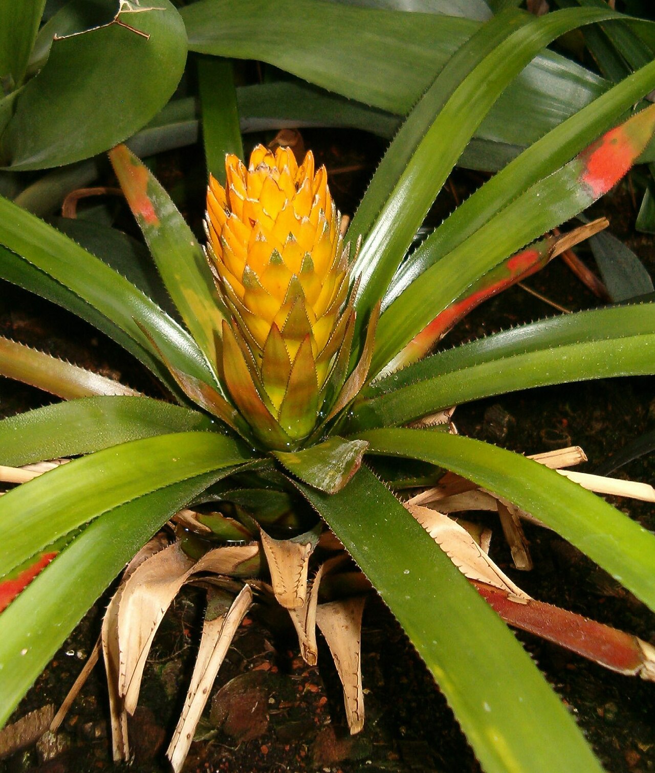 Bromeliad: Habitus and Inflorescence Location: Botanical Gardens Berlin