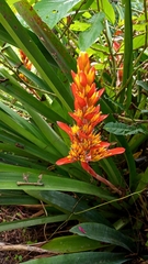 Aechmea catendensis (Aechmea catendensis)