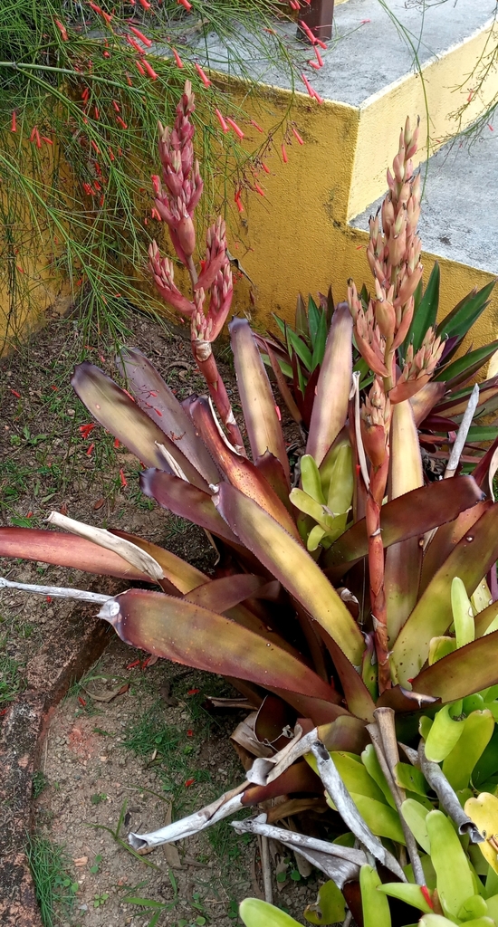 Aechmea catendensis (Aechmea catendensis)