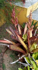 Aechmea catendensis (Aechmea catendensis)
