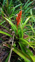 Aechmea catendensis (Aechmea catendensis)