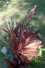 Aechmea catendensis (Aechmea catendensis)