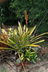 Aechmea catendensis (Aechmea catendensis)