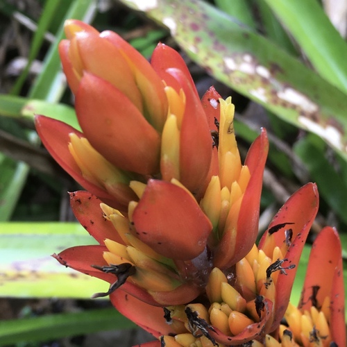 Aechmea catendensis (Aechmea catendensis)