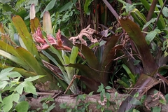 Aechmea catendensis (Aechmea catendensis)