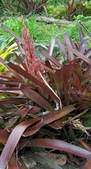 Aechmea catendensis (Aechmea catendensis)