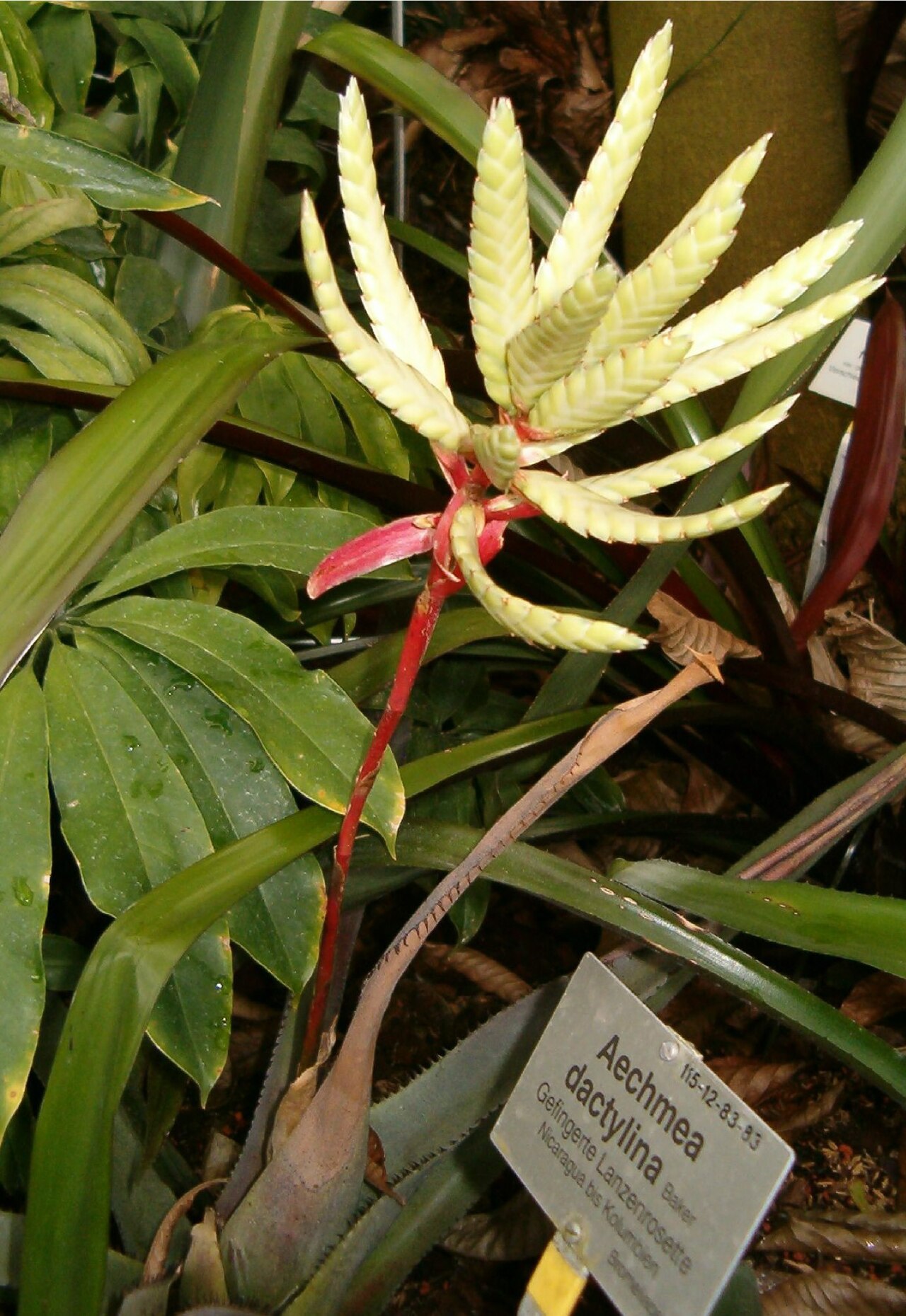 Aechmea dactylina: Habitus and Inflorescence Location: Botanical Gardens Berlin