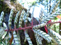 Aechmea dactylina (Aechmea dactylina)