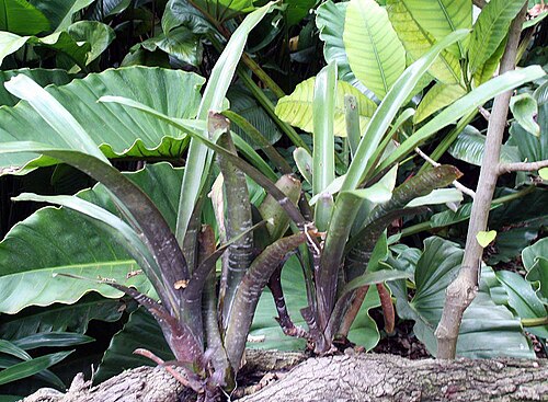 Aechmea dealbata: Location taken: Fairchild Tropical Botanic Garden, Miami, FL USA. Names: Aechmea dealbata E.Morren ex Baker Classification: Plantae > Magnoliophyta > Liliopsida