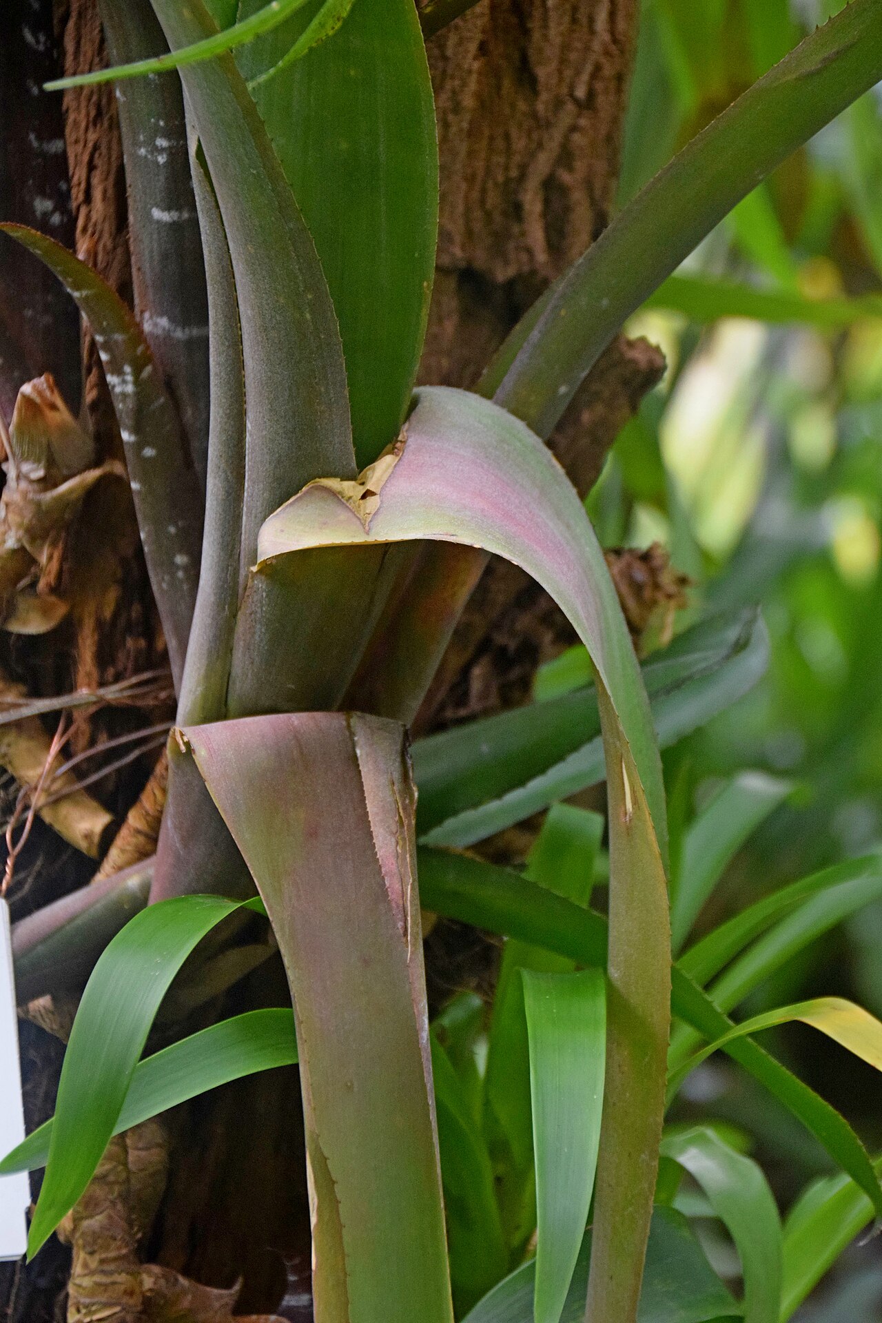 Aechmea dealbata: Aechmea dealbata in Tropengewächshäuser des Botanischen Gartens, Hamburg