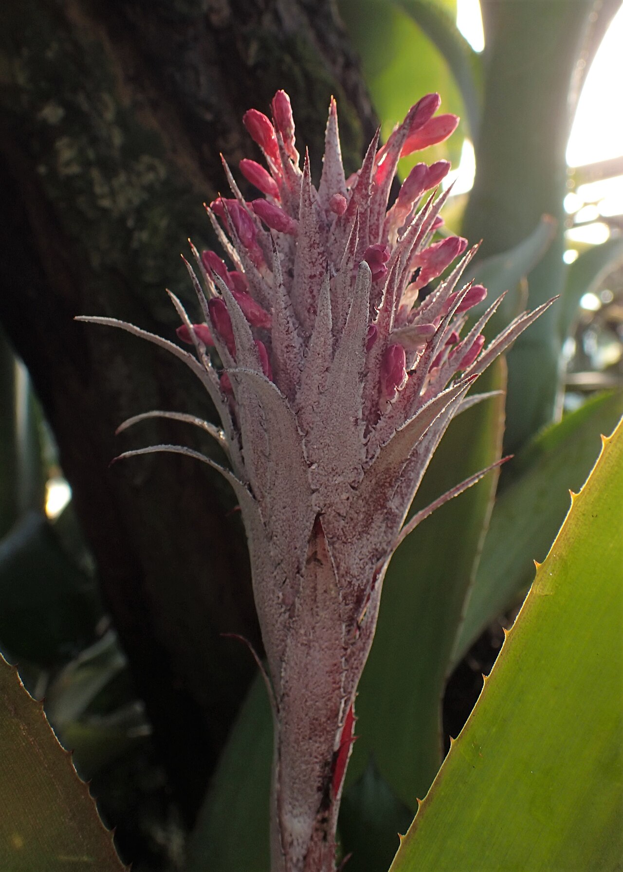 Aechmea dealbata: Aechmea dealbata in the Botanischer Garten, Berlin-Dahlem
