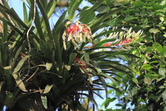 Aechmea dichlamydea (Aechmea dichlamydea)