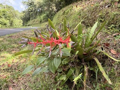 Aechmea dichlamydea (Aechmea dichlamydea)