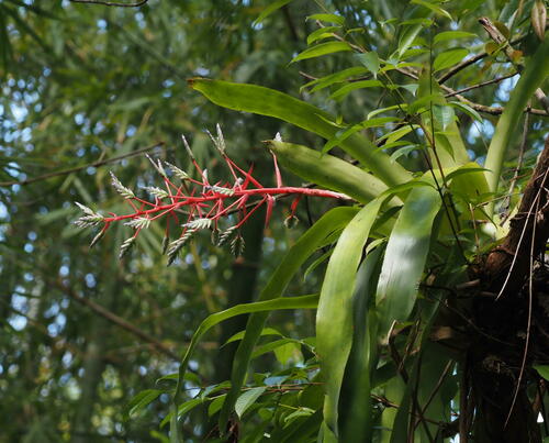Aechmea dichlamydea (Aechmea dichlamydea)
