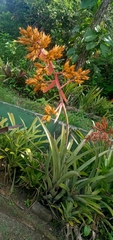 Aechmea eurycorymbus (Aechmea eurycorymbus)