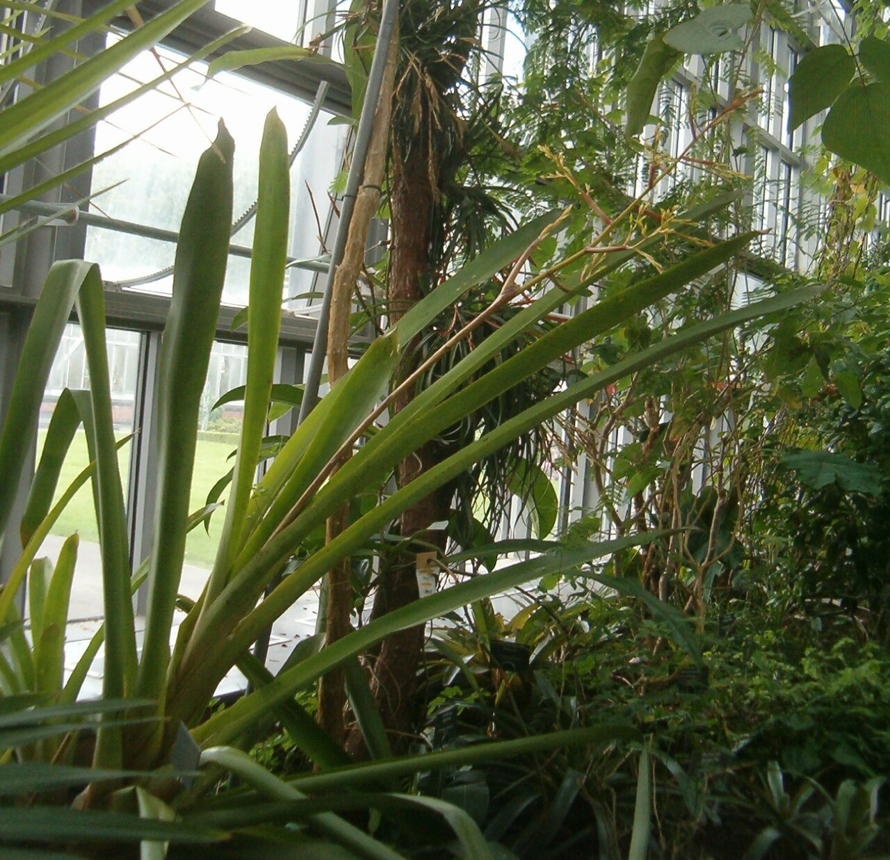 Aechmea eurycorymbus: At Botanical Gardens Berlin-Dahlem Species Aechmea eurycorymbus