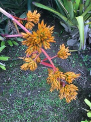 Aechmea eurycorymbus (Aechmea eurycorymbus)