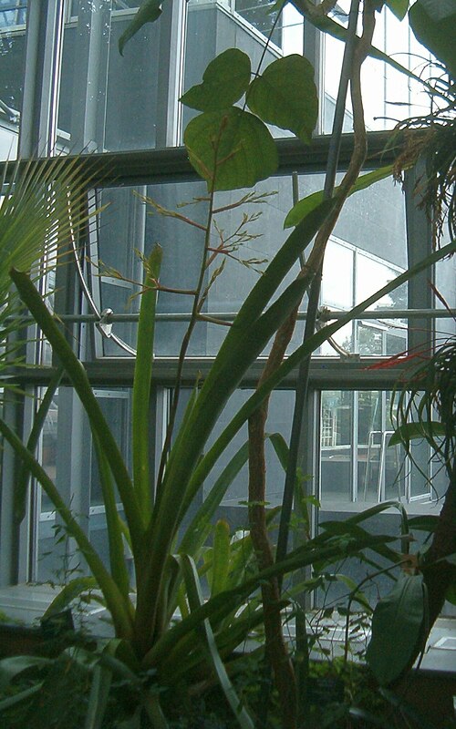 Aechmea eurycorymbus: At Botanical Gardens Berlin-Dahlem Species Aechmea eurycorymbus