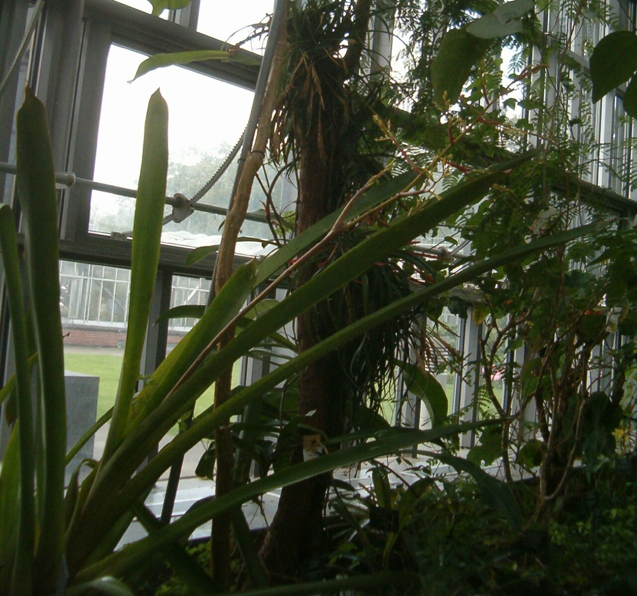 Aechmea eurycorymbus: At Botanical Gardens Berlin-Dahlem Species Aechmea eurycorymbus
