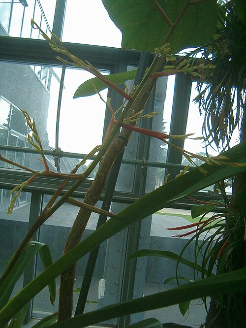 Aechmea eurycorymbus: At Botanical Gardens Berlin-Dahlem Species Aechmea eurycorymbus