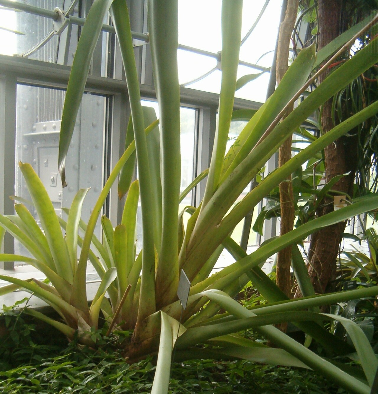 Aechmea eurycorymbus: At Botanical Gardens Berlin-Dahlem Species Aechmea eurycorymbus
