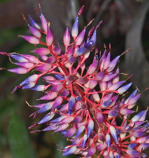Aechmea fendleri: Bromeliaceae - Aechmea fendleri
